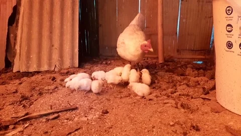 Cute chicks Stock Footage 218089223