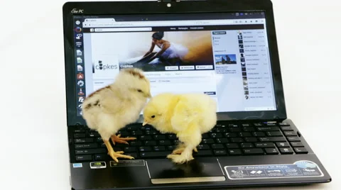 Cute chicks fun with laptop, studio Vidéo 49177079