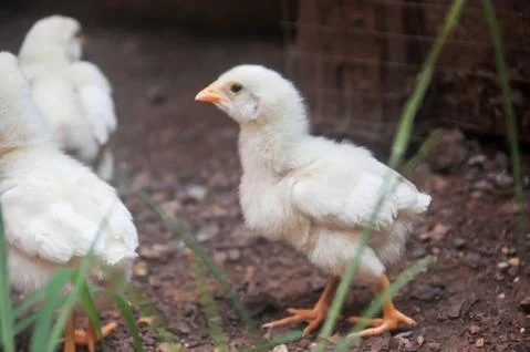 Cute chicks on little farm Stock Photos