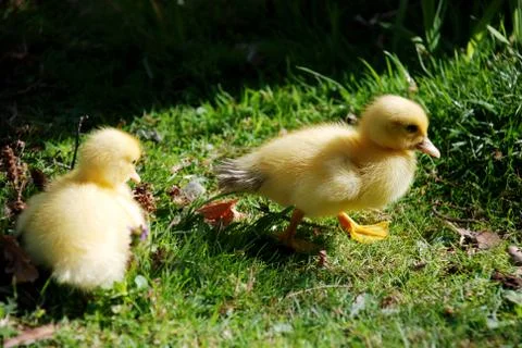 Cute chicks Stock Photos