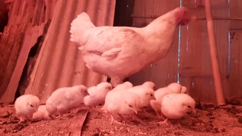 Cute chicks realize there's a camera Stock Footage 218090147