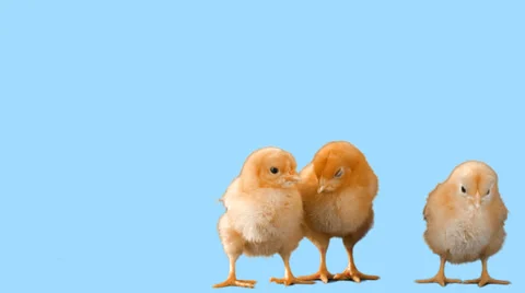 Cute chicks stand isolated on a stool Stock Footage 33835776