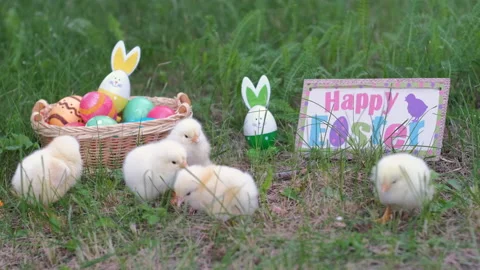 Cute Chicks Walking on Grass by Easter Eggs Stock Footage 168235111