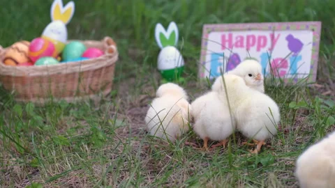 Cute Chicks Walking on Grass in Easter Day Stock Footage 168235223