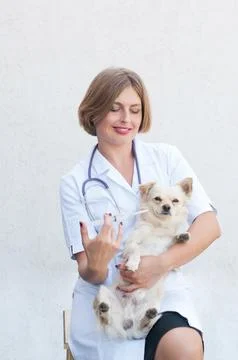 Cute chihuahua dog on a veterinarian examining, female doctor, Stock Photos