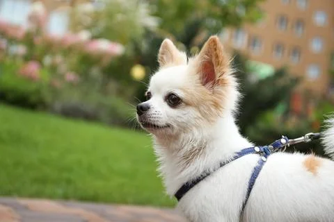 Cute Chihuahua with leash in park, closeup. Dog walking Stock Photos