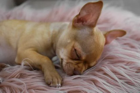 Cute Chihuahua puppy sleeping on faux fur indoors. Baby animal Stock Photos