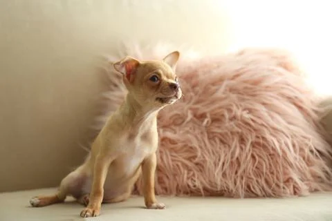 Cute Chihuahua puppy on sofa indoors. Baby animal Stock Photos