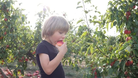 Cute child boy in sun light stay in apple tree garden outdoors eating ripe ju Stock Footage 95425516
