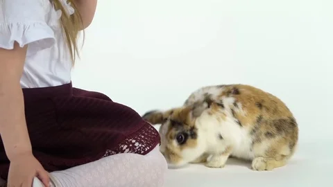 Cute child with fluffy three colored rab... | Stock Video | Pond5