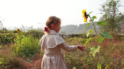 Cute child with sunflower in autumn field Stock Footage