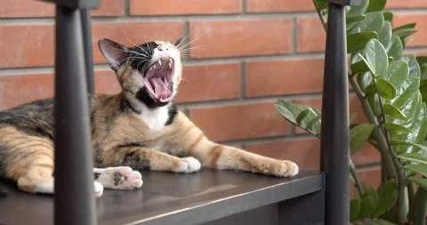 Cute chimera cat with two-toned face yawning and relaxing on chair. Video stock 282376082