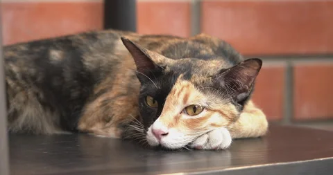 Cute chimera cat with two-toned face sleeping then open the eyes. Video stock 282376139