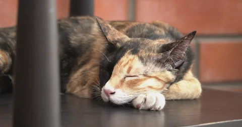 Cute chimera cat with two-toned face sleeping tightly on a chair. Video stock 282376226