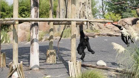 A cute chimpanzee Stock Photos