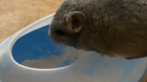 Cute chinchilla having bath white sand Stock Footage
