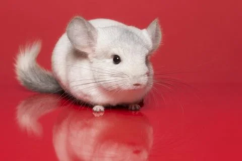 Cute chinchilla looking at the camera on a red background Stock Photos