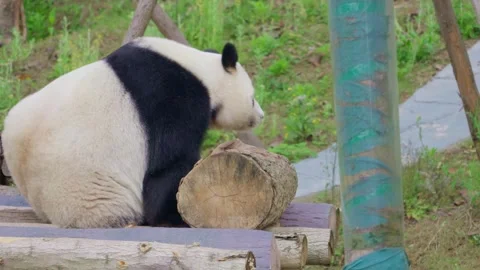 A cute Chinese giant panda is scratching an itch. 스톡 동영상 332628601