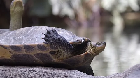 A cute Chinese Stripe Neck Turtle retracting and extending it's neck in Stock Footage 128183610