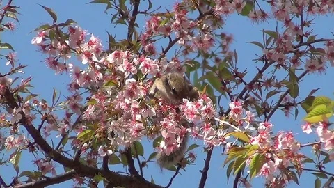 Cute chipmunk in a cherry tree Video stock 76439075