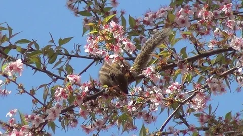 Cute chipmunk in a cherry tree Stock Footage 76439303