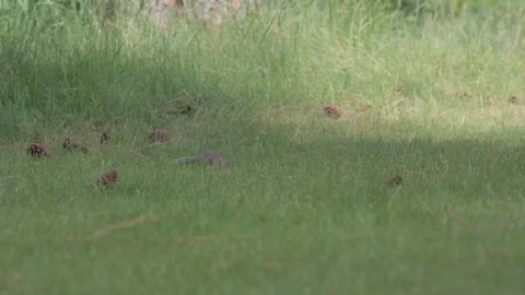 Cute chipmunk eating grass from a field in slow motion. Stock Footage 93612981