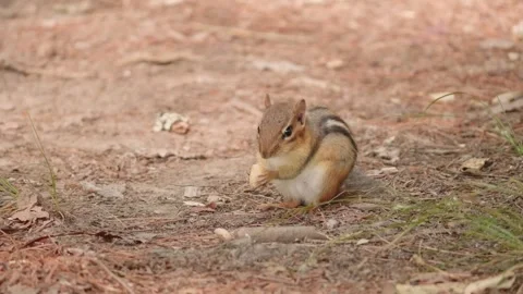 Cute chipmunk eating a nut before stuffing it in its cheek Stock-Footage 246944092