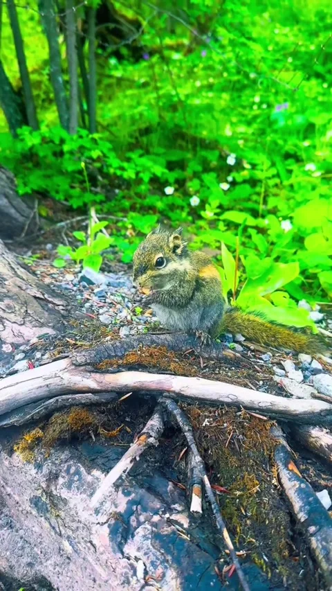 A cute chipmunk eating a nut on a tree root in the forest Stock Footage 346844531