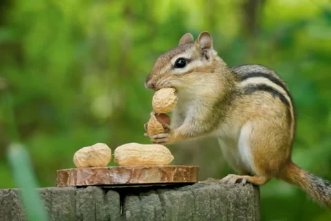 Cute Chipmunk Eating Peanuts On Wood Stump - Adorable Wildlife Closeup Video stock 343793202