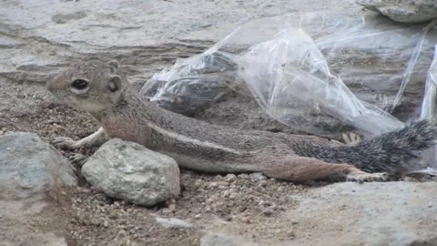 Cute Chipmunk Stock-Footage 336352110