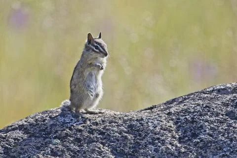 Cute chipmunk on large rock. Stock Photos