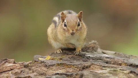 Cute chipmunk looking in camera w/ bokeh background, 1080p tripod shot 動画素材 99522173