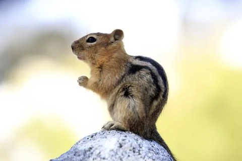 Cute Chipmunk Stock Photos