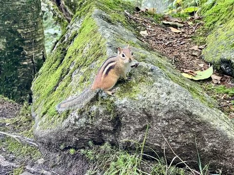Cute Chipmunk Stock Photos