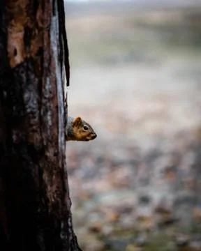 Cute chipmunk preening himself on branch Foto stock