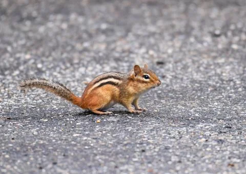 Cute chipmunk on the road surface Stock Photos