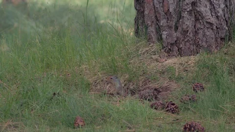 Cute chipmunk running and playing in a field in slow motion. Stock Footage 93572793