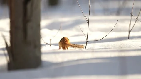 Cute chipmunk running on snow. Stock Footage 330603661