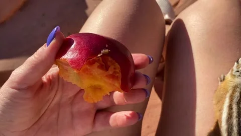 Cute Chipmunk Sitting on Knees and Eating Nectarine from Hand in Mountains Stock Footage 328118923