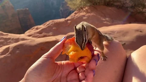 Cute Chipmunk Sitting on Knees and Eating Nectarine from Hand in Mountains Stock Footage 328125002