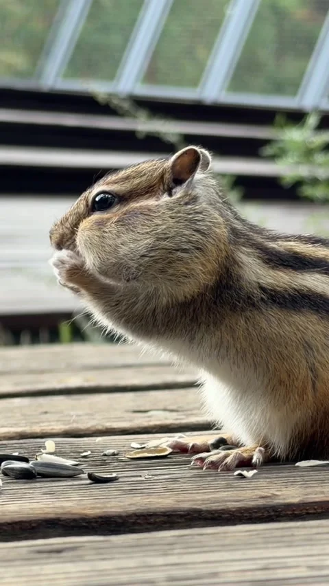 A cute chipmunk with stuffed cheeks eats seeds while sitting Stock Footage 344844447