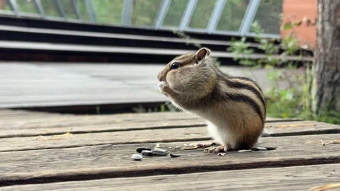 A cute chipmunk with stuffed cheeks eats seeds while sitting on a wooden deck Stock Footage 344844457