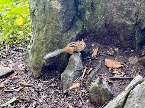 Cute Chipmunk on Trail Stock Photos