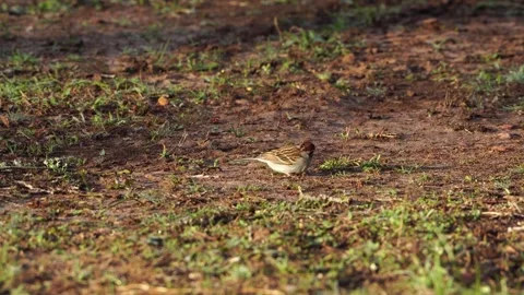 Cute Chipping Sparrow Foraging on Forest Floor Stock Footage 307000399