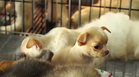 Cute chiwawa pups inside a cage on display for sale Video stock 39933682
