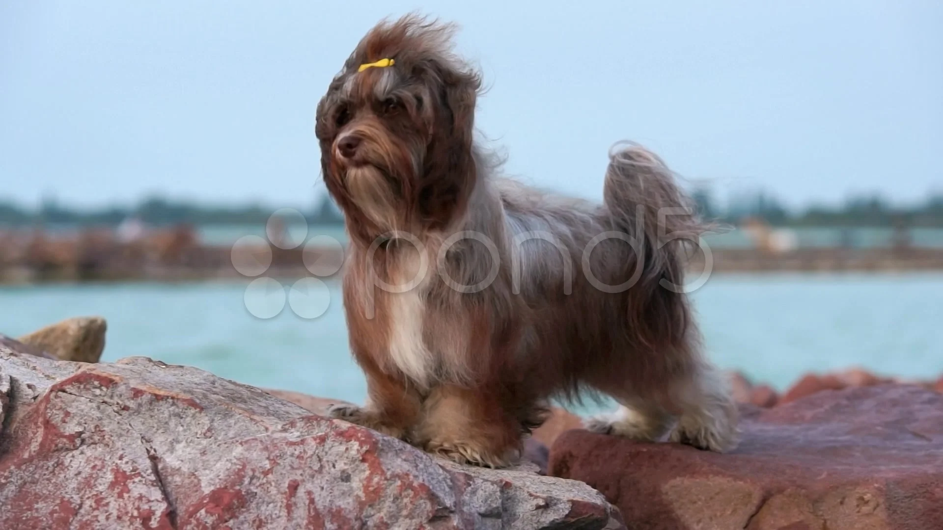 Cute chocolate Havanese dog is standing in a harbor in wind, image size:1920x1080