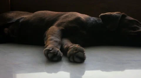 Cute Chocolate Labrador Puppy Sleeping Stock Footage