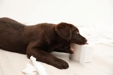 Cute chocolate Labrador Retriever puppy and torn paper on floor indoors Stock Photos