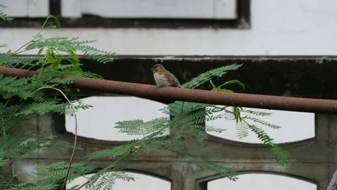 A cute chubby bird stand alone then leave. Stock Footage 144063093