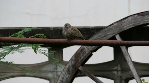 A cute chubby bird stand alone then leave. Stock Footage 144063398